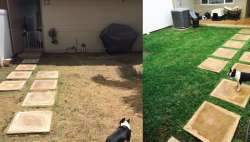 Liquid Lawn System